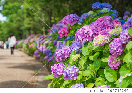 岩ケ池公園、満開のあじさい〈愛知県刈谷市〉 岩ケ池公園、満開のあじさい〈愛知県刈谷市〉 103715240