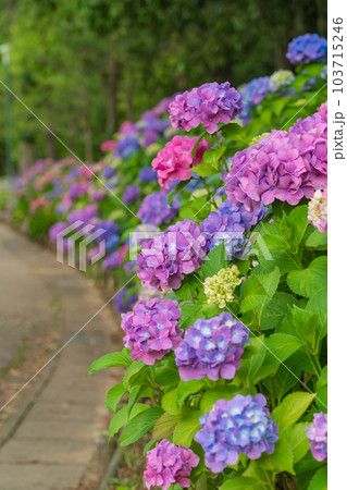 岩ケ池公園、満開のあじさい〈愛知県刈谷市〉 103715246