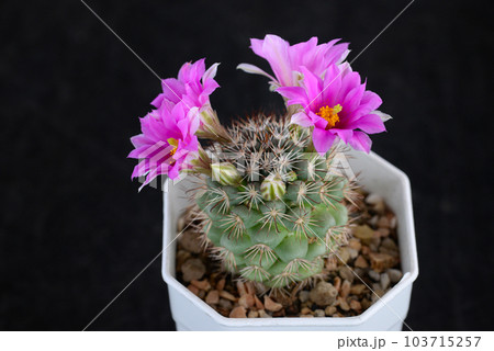 Cactus with flowers called "Mammillaria schumannii" 103715257