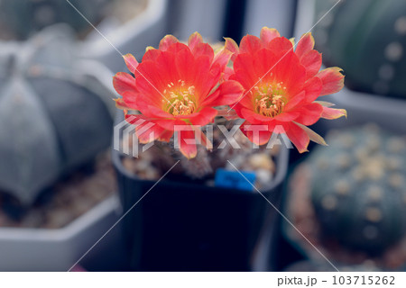 Cactus with flowers called "Lobivia sp." 103715262