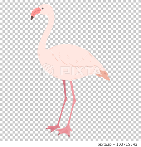 簡單可愛火烈鳥手繪插畫無主線 103715342