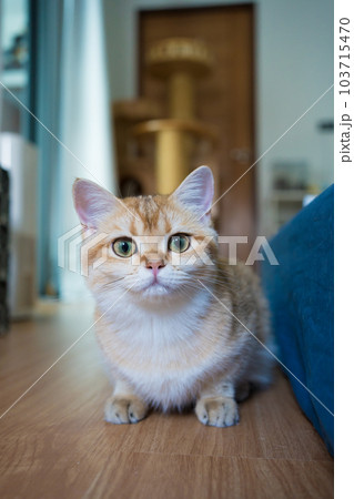 gold british cat kitten playing and having fun in living room 103715470