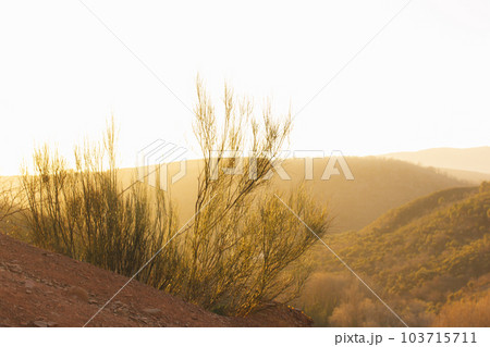 Nature in Spain. National Reserve, mountainous hilly area with yellow trees in forest, woods. The hills in haze against sky. Natural wallpaper. A concept of ecology, tranquility, travel destination. Nature in Spain. National Reserve, mountainous hilly area with yellow trees in forest, woods. The hills in haze against sky. Natural wallpaper. A concept of ecology, tranquility, travel destination. 103715711