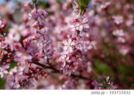 Closeup of beautiful fruit tree flowers on a blurred background 103715832
