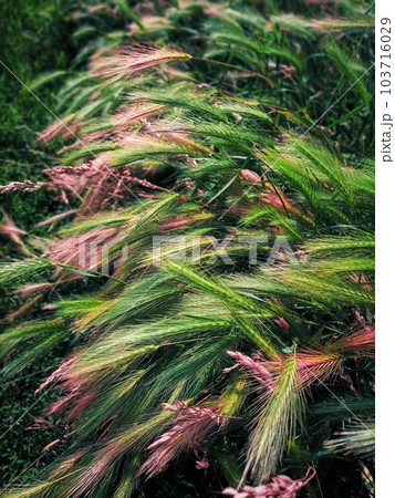 wheat grain field view, windy meadow, pink green colours, artistic vision background 103716029