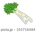 セロリ 103716484