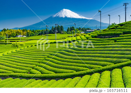 《静岡県》富士山と茶畑の風景 103716511
