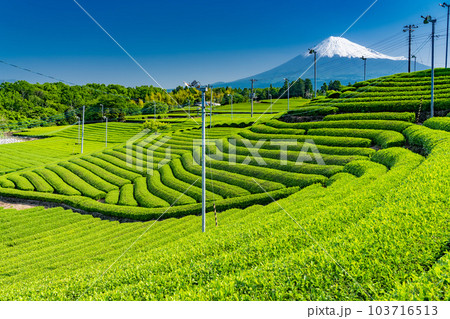 《静岡県》富士山と茶畑の風景 103716513