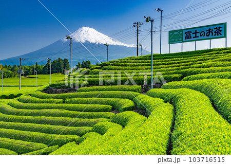 《静岡県》富士山と茶畑の風景 103716515