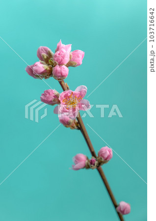 桃の花 桃の花 103716642