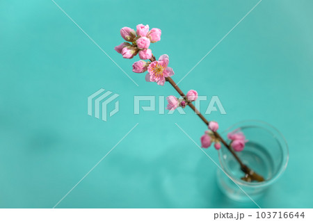 桃の花 103716644