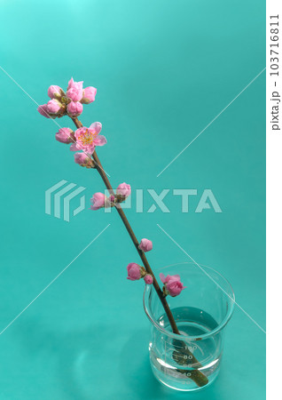 桃の花 桃の花 103716811