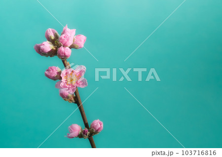 桃の花 桃の花 103716816