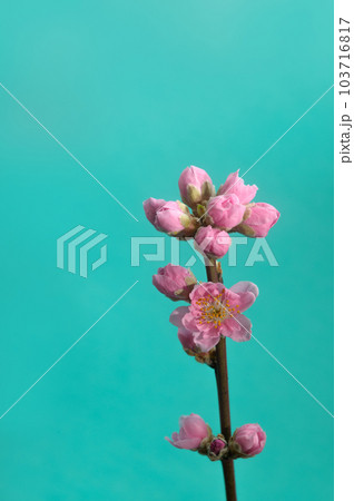 桃の花 103716817