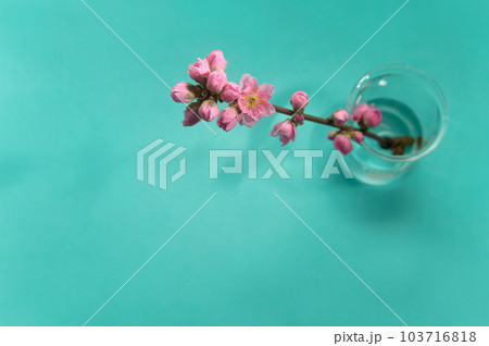 桃の花 桃の花 103716818