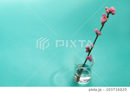 桃の花 桃の花 103716820