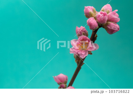 桃の花 桃の花 103716822