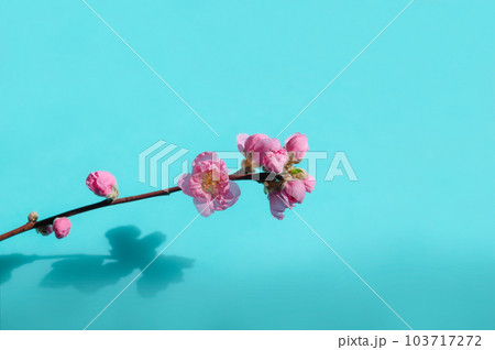 桃の花 桃の花 103717272