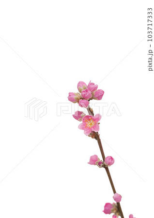 桃の花 桃の花 103717333