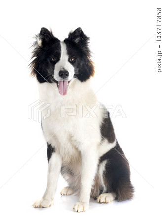 Finnish Lapphund in studio 103717858