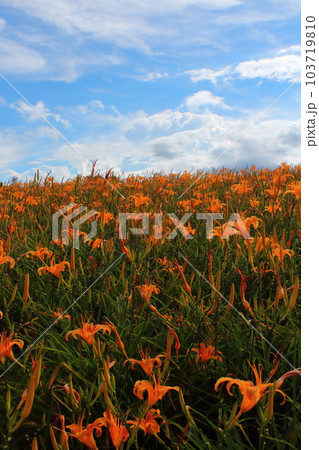 花 フラワー お花 103719810
