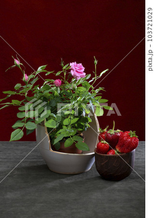 Indoor rose bush in a pot with strawberries in a cup Indoor rose bush in a pot with strawberries in a cup 103721029