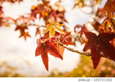 Red maple leaves on a tree branch in an autumn park. A change of seasons, October, November nature beauty. Leafy fall season. The trees in autumnal forest, park, woods. Canada Day holiday wallpaper. Red maple leaves on a tree branch in an autumn park. A change of seasons, October, November nature beauty. Leafy fall season. The trees in autumnal forest, park, woods. Canada Day holiday wallpaper. 103721382