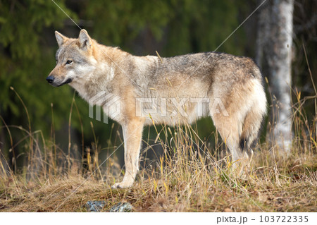 Young female grey wolf standing in the forest 103722335