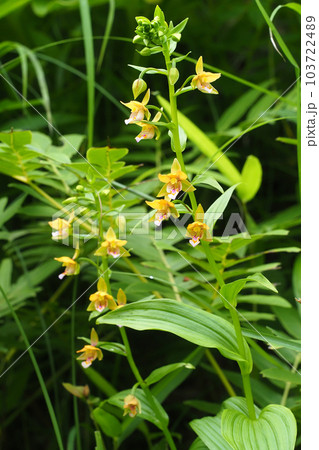 カキランの花 103722489
