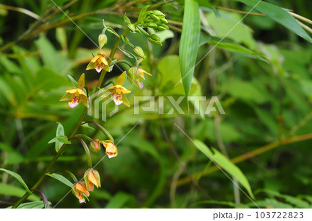 カキランの花 103722823