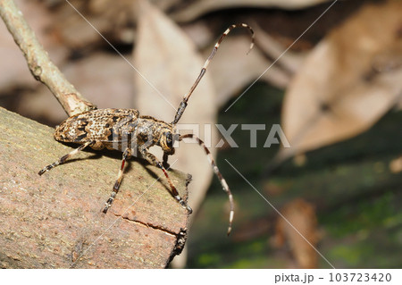 ナガゴマフカミキリ ナガゴマフカミキリ 103723420