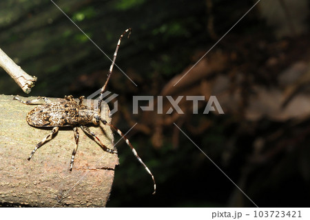ナガゴマフカミキリ ナガゴマフカミキリ 103723421