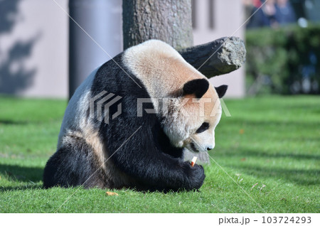 おやつをゲットした梅浜 103724293
