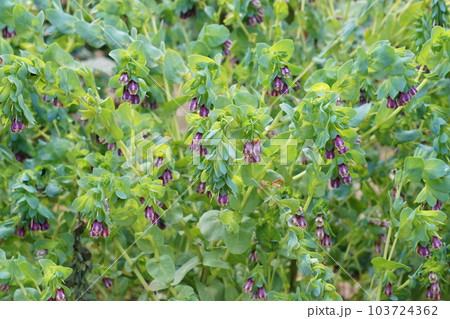 セリンセ・マヨールの花(2023年5月) 103724362