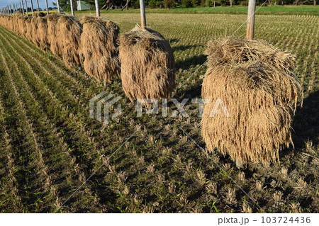 収穫した稲穂の杭掛け乾燥 103724436