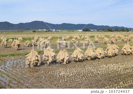収穫した稲穂の杭掛け乾燥 収穫した稲穂の杭掛け乾燥 103724437