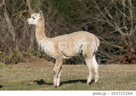 Photograph of an Alpaca standing in a field in New Zealand Photograph of an Alpaca standing in a field in New Zealand 103725264