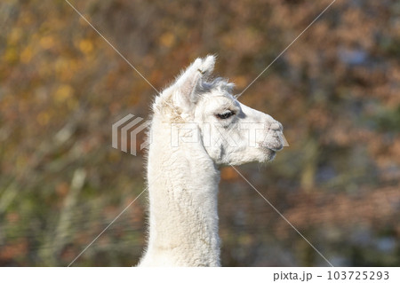 Photograph of the head of an Alpaca standing in a field in New Zealand Photograph of the head of an Alpaca standing in a field in New Zealand 103725293