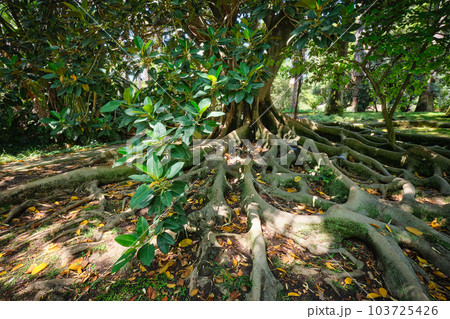 Exotic tree Ficus macrophylla Australian banyan fig tree trunk and buttress roots close up. Tropical botanical garden, Lisbon, Portugal Exotic tree Ficus macrophylla Australian banyan fig tree trunk and buttress roots close up. Tropical botanical garden, Lisbon, Portugal 103725426