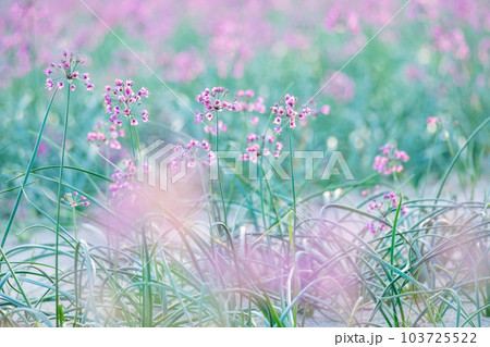 ラッキョウの花 (鳥取県北栄町) ラッキョウの花 (鳥取県北栄町) 103725522