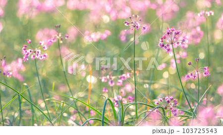 ラッキョウの花 (鳥取県北栄町) ラッキョウの花 (鳥取県北栄町) 103725543
