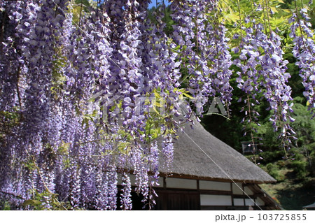降り注ぐ藤の花 降り注ぐ藤の花 103725855