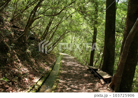 森林セラピー　新緑の森　（高知県　梼原町　久保谷） 103725906
