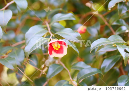 可愛いツバキの花 103726062