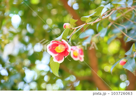 可愛いツバキの花 103726063