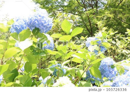 鎌倉のあじさい 鎌倉のあじさい 103726336