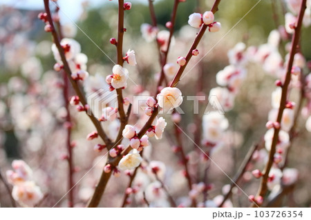 可愛いライトピンクの梅の花 103726354