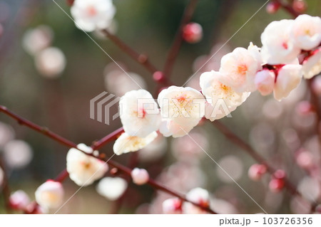 可愛いライトピンクの梅の花 103726356