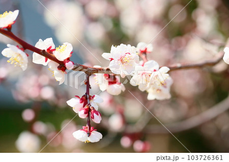 可愛いライトピンクの梅の花 103726361