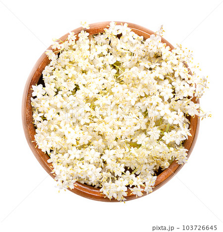 Fresh flowers of of European black elder, in a wooden bowl. Blossoms of Sambucus, also known as elderflower, used as tea in traditional medicine. Close-up from above, isolated over white, macro photo. 103726645